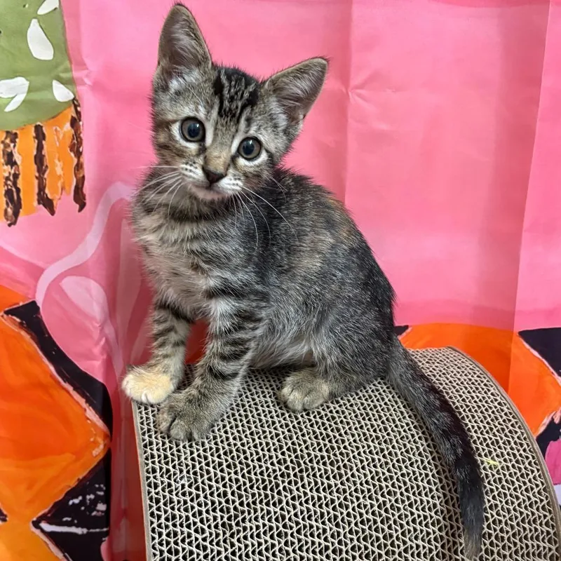 A baby small-sized female Brown / Chocolate Domestic Short Hair cat named Sassy for adoption in Webster, TX