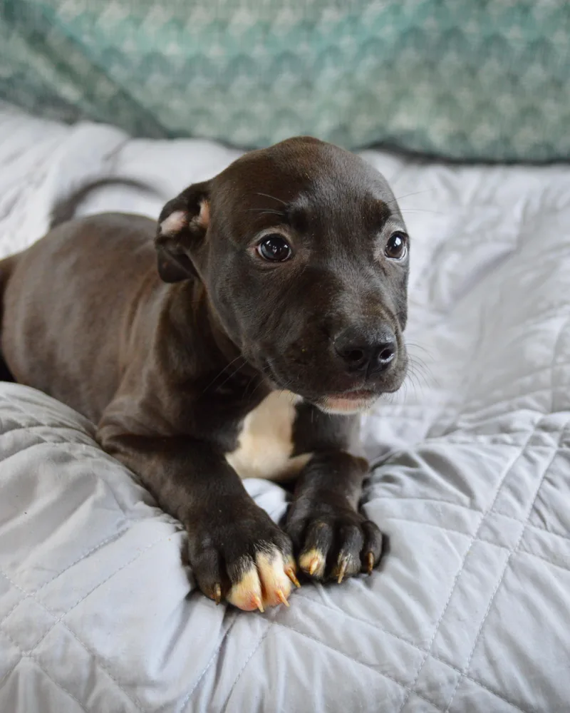 Brownie thumbnail 4
