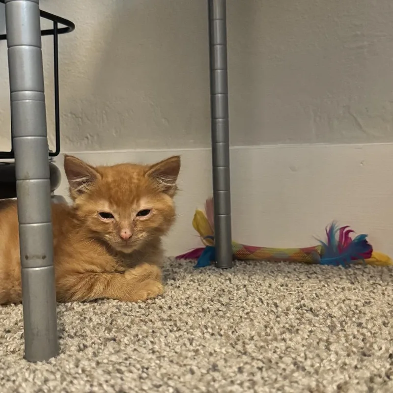A baby medium-sized male Tabby (Orange / Red) Domestic Short Hair cat named Bogey for adoption in Chattanooga, TN