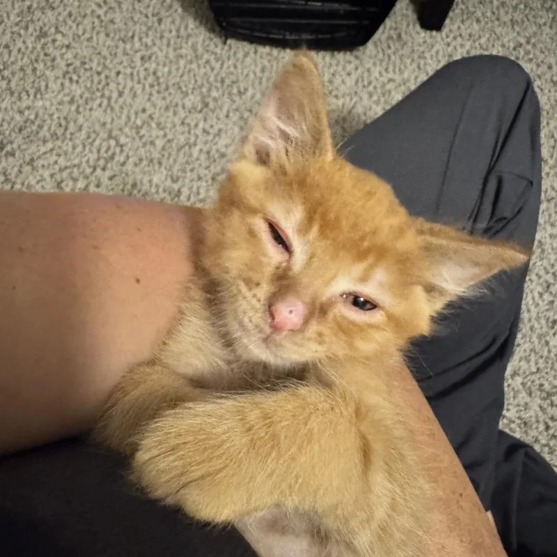 Bogey thumbnail 4