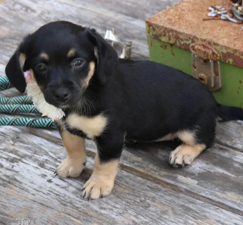 A baby small-sized female Chihuahua dog named Paco for adoption in Bandera, TX