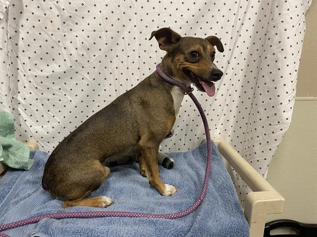 An adult small-sized female Chihuahua dog named A for adoption in Modesto, CA