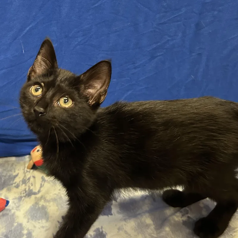 A baby medium-sized male Black Domestic Short Hair cat named Sushi for adoption in Spring Branch, TX