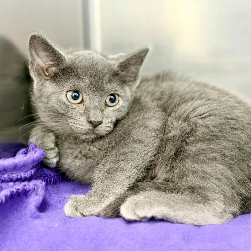 A baby medium-sized female Gray / Blue / Silver Domestic Short Hair cat named Stella for adoption in Jackson, NJ