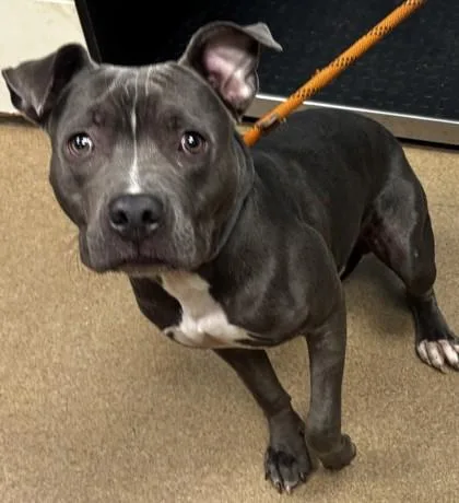 An adult medium-sized male Mixed Breed dog named Nalan for adoption in Chamblee, GA