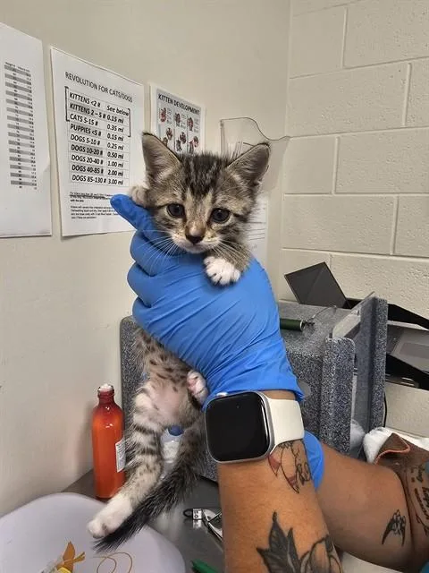 A baby small-sized female Domestic Short Hair cat named Mia for adoption in Naples, FL