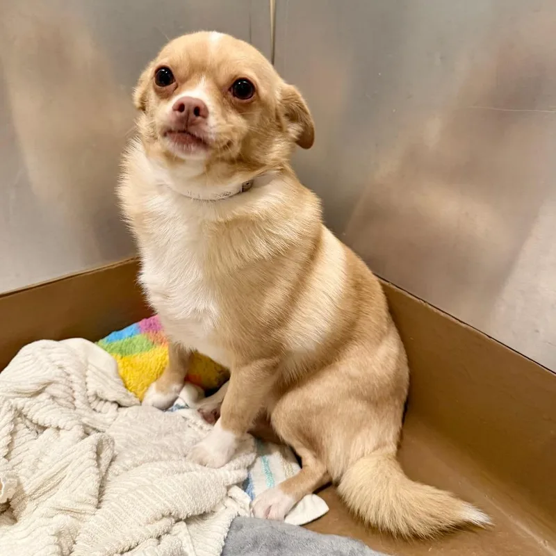 An adult small-sized male Yellow / Tan / Blond / Fawn Chihuahua dog named Theodore for adoption in Agoura Hills, CA