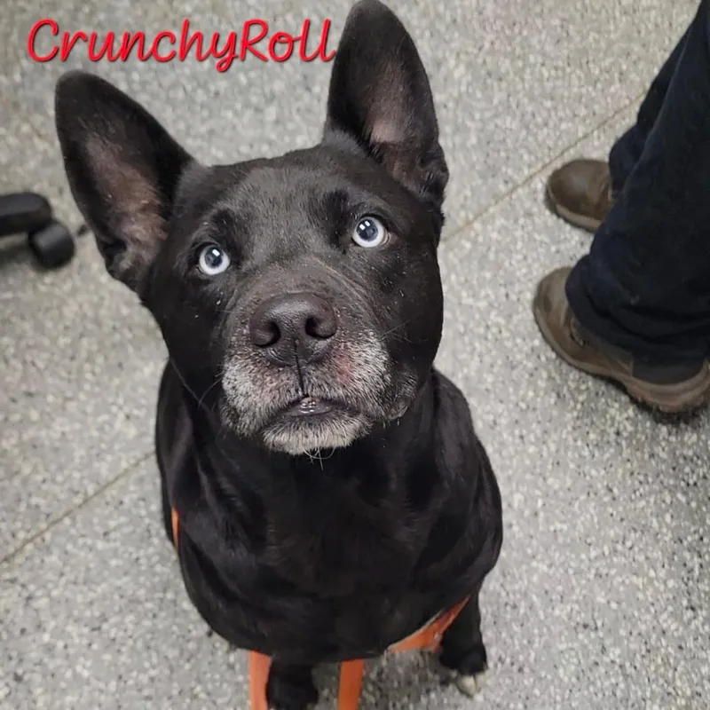 A senior medium-sized female Black Husky dog named Crunchyroll for adoption in Parkersburg, WV