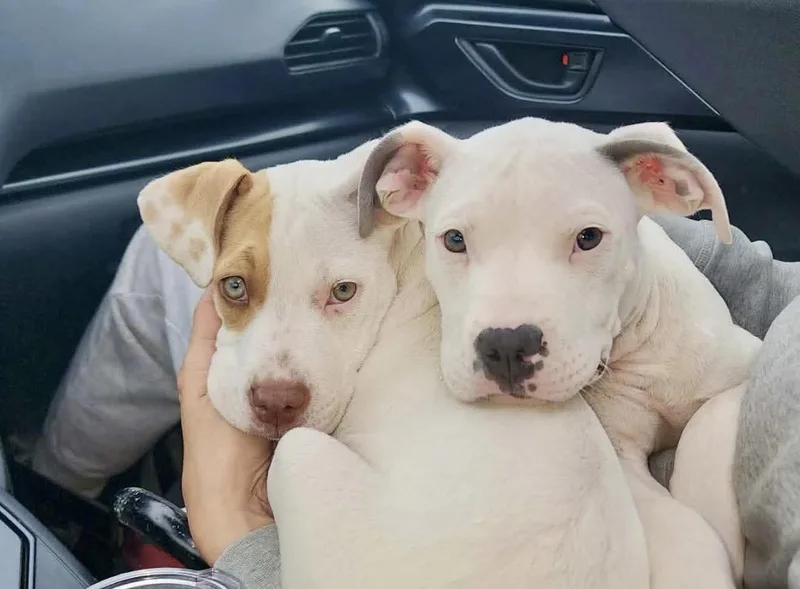 A baby medium-sized female Pit Bull Terrier dog named Becky for adoption in Hamburg, NJ