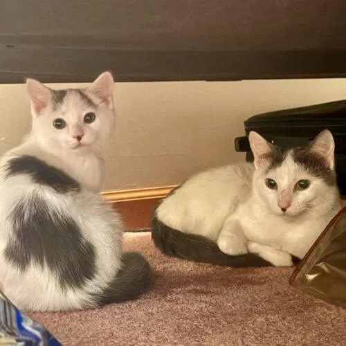 An adult medium-sized female Domestic Short Hair cat named Swiss Miss for adoption in Fishers, IN