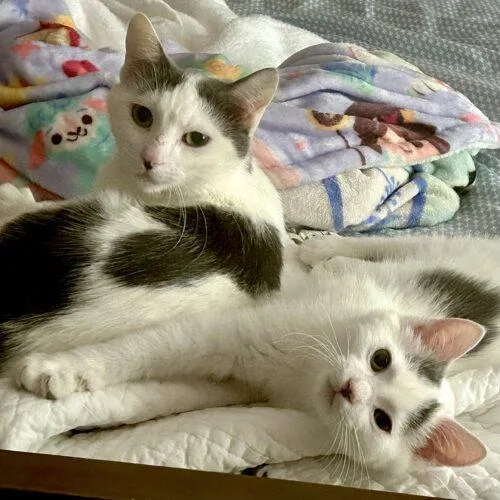 Swiss Miss thumbnail 2