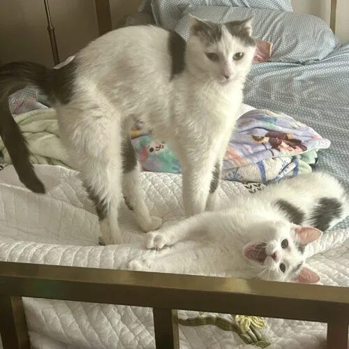 Swiss Miss thumbnail 3