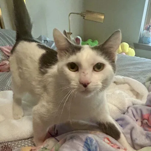 Swiss Miss thumbnail 4