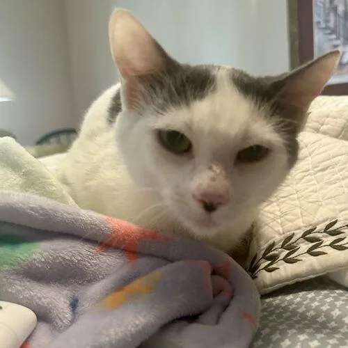 Swiss Miss thumbnail 5