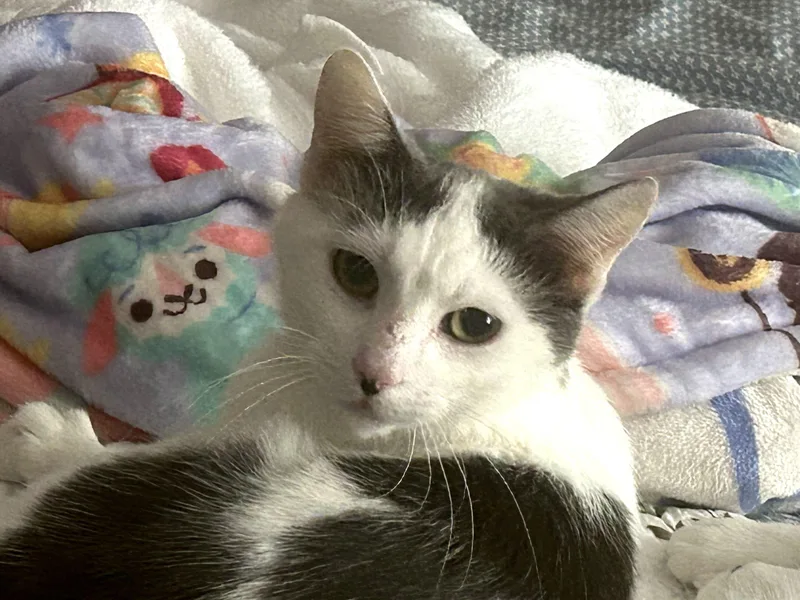 Swiss Miss thumbnail 6