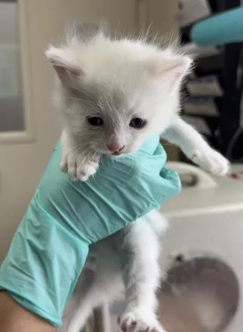 A baby small-sized male Domestic Short Hair cat named Olaf for adoption in Riverside, CA