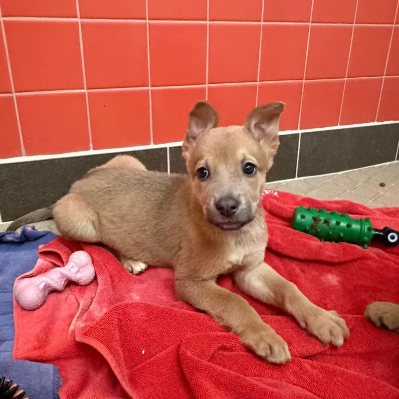 A baby large-sized male German Shepherd Dog dog named Molly Wobbles for adoption in Albuquerque, NM