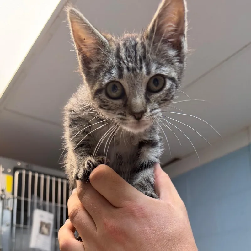 A baby small-sized female Brown / Chocolate Domestic Short Hair cat named Logan for adoption in Newport, NC