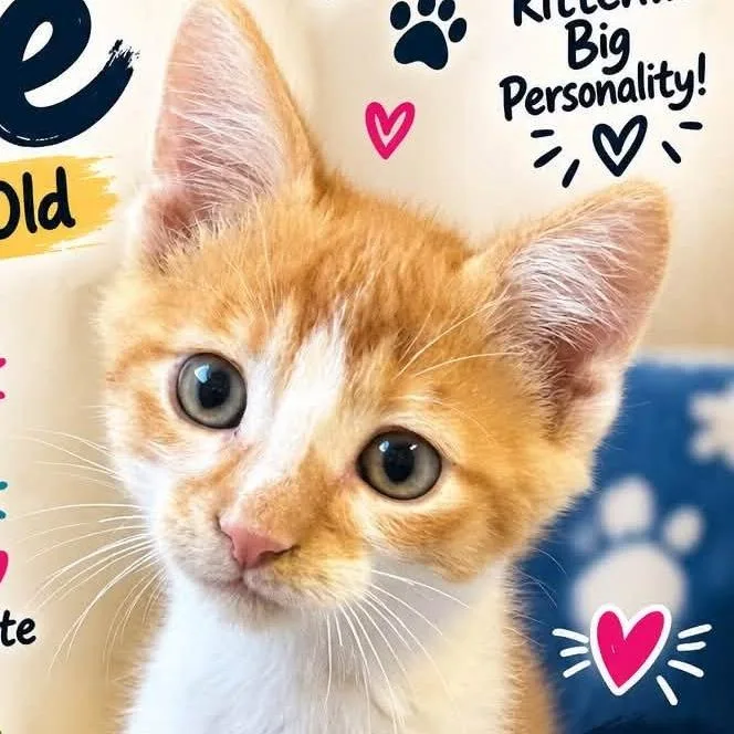 A baby small-sized male Orange / Red Domestic Short Hair cat named Moe for adoption in West Olive, MI