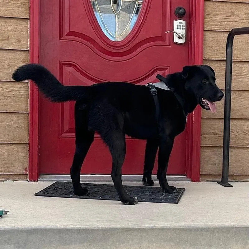 A senior medium-sized male Black Labrador Retriever dog named Nico for adoption in Lander, WY