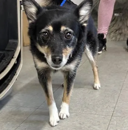 A young small-sized female Mixed Breed dog named Foxi for adoption in Hobart, IN