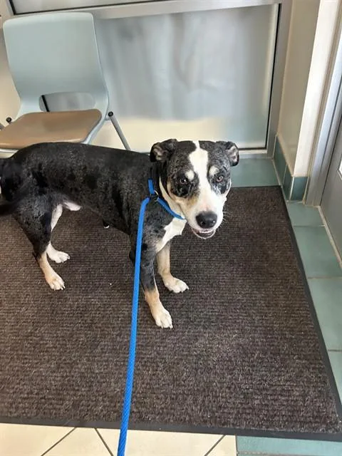 An adult large-sized male Hound dog named Smokey for adoption in Newton, NC