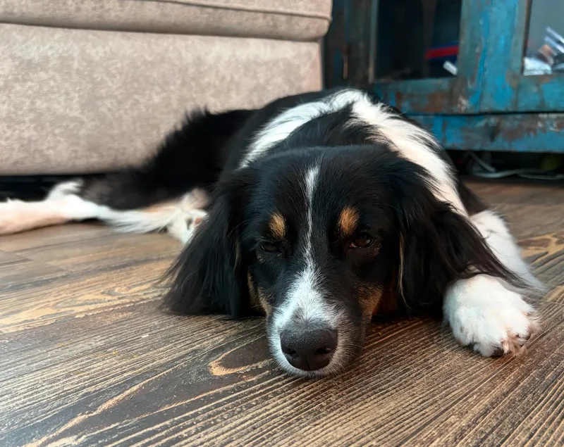 Maggie