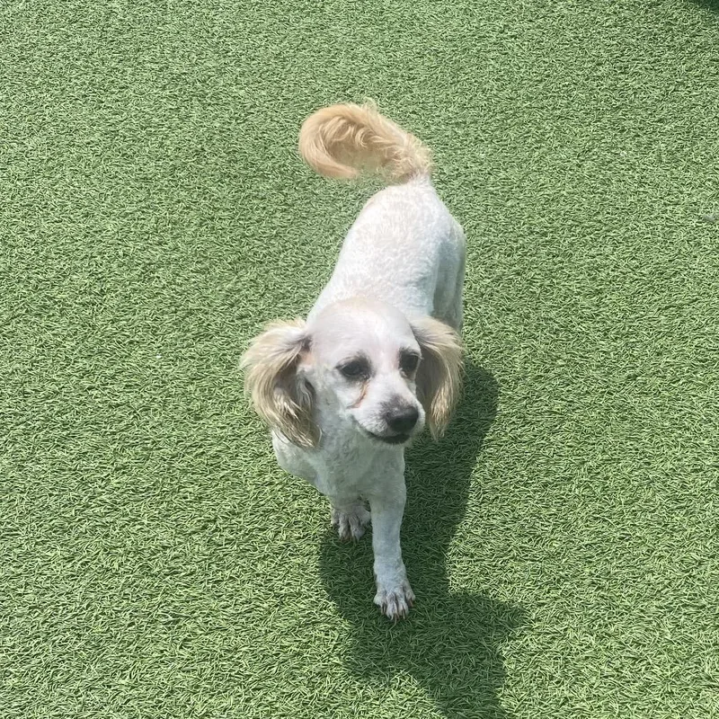 A young small-sized female White / Cream Shih Tzu dog named Sophie Sue for adoption in LOXAHATCHEE, FL