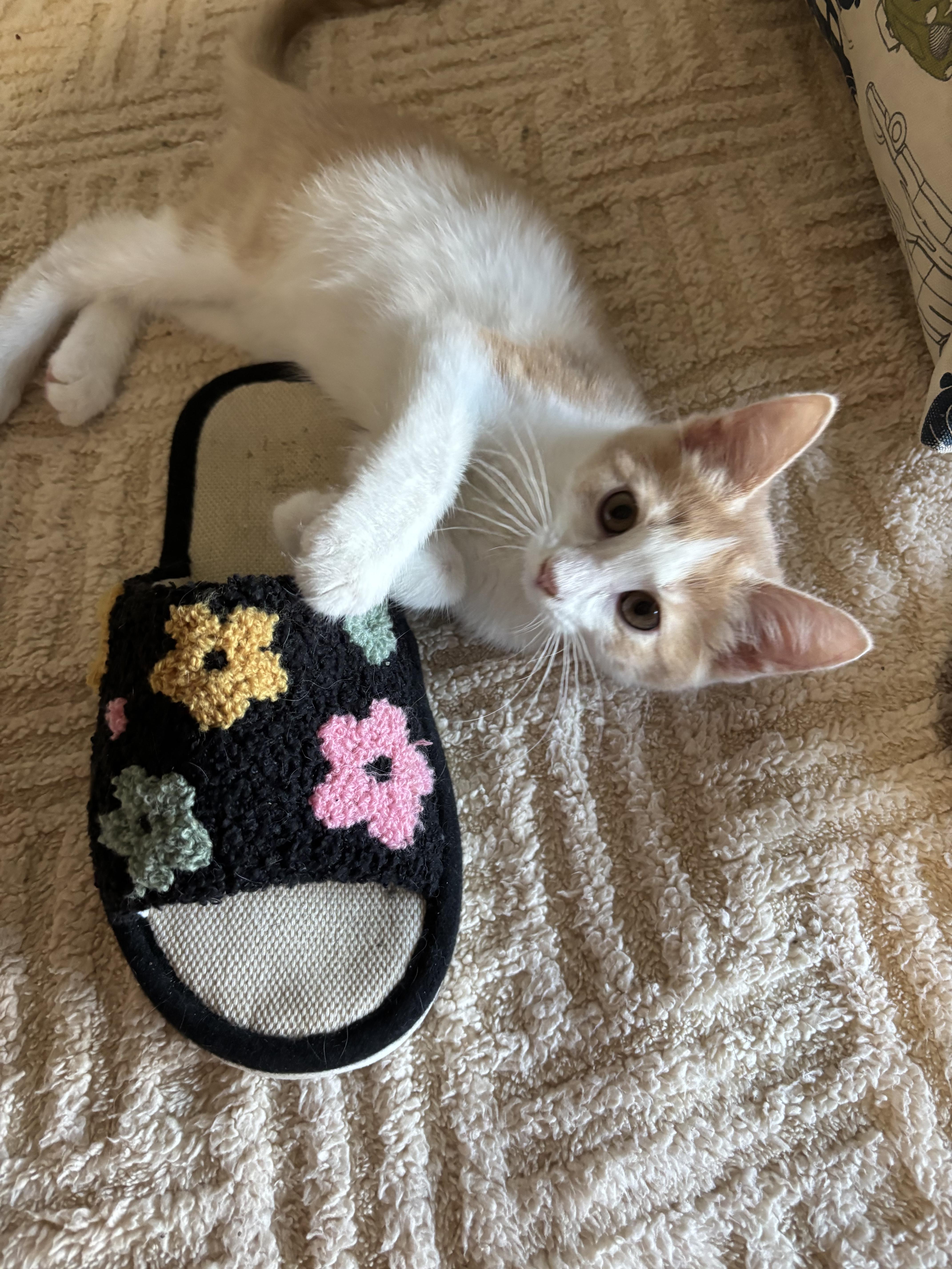 A baby medium-sized male Domestic Short Hair cat named Razzle for adoption in Ephrata, WA