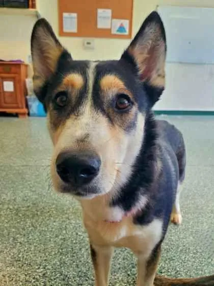 An adult medium-sized female Siberian Husky dog named Zendaya & Tom for adoption in Williamsport, PA