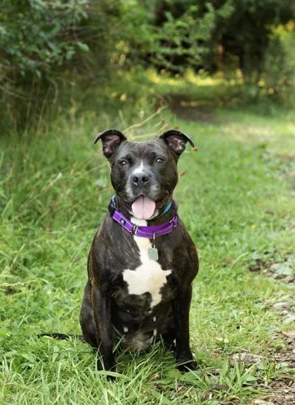 An adult large-sized female Mixed Breed dog named Pippy for adoption in Hamilton, OH