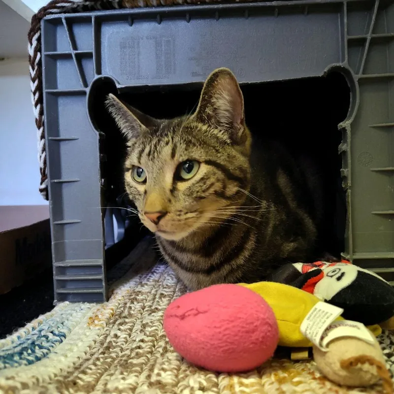 An adult medium-sized male Gray / Blue / Silver Domestic Short Hair cat named Jalapeno for adoption in Norfolk, NE