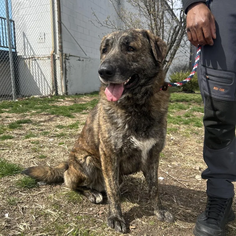 An adult large-sized male Brown / Chocolate Shepherd dog named Louie for adoption in Newark, NJ