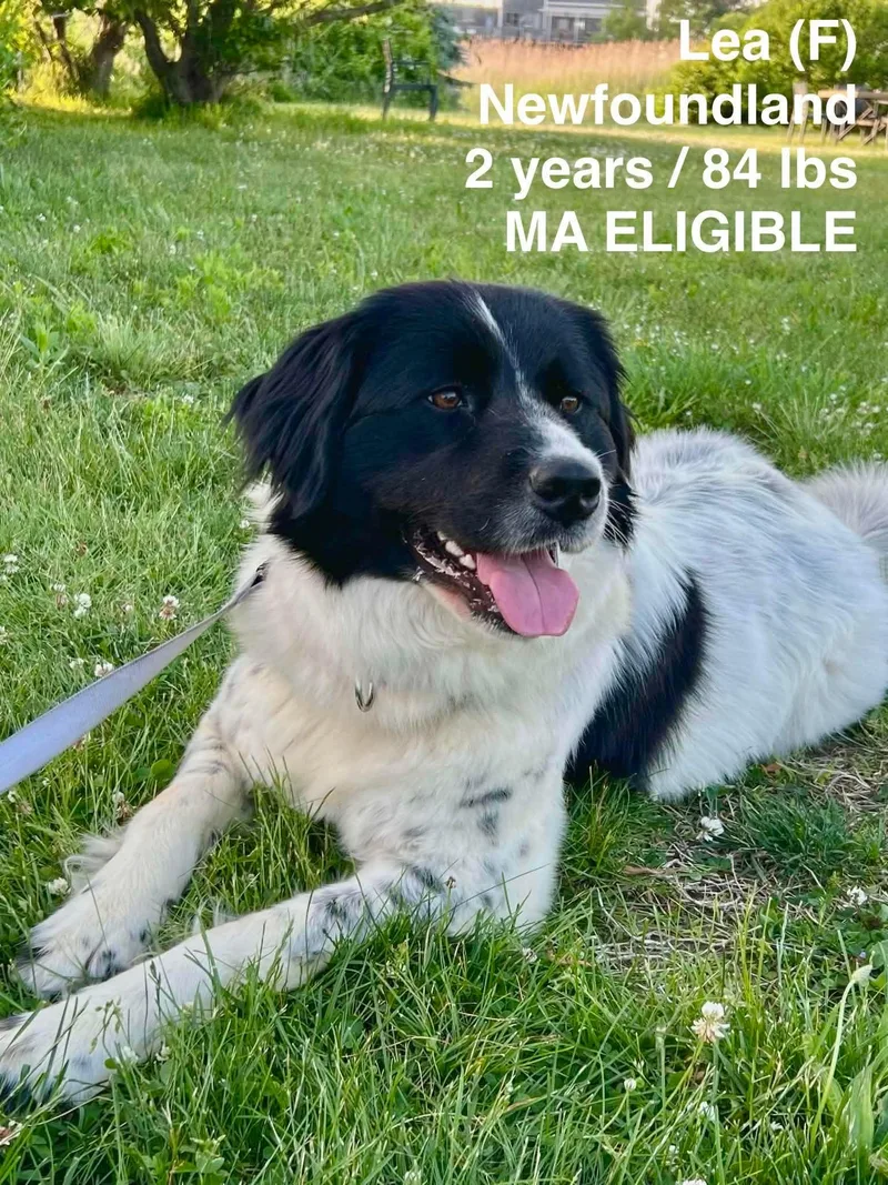 A young large-sized female Newfoundland Dog dog named Lea for adoption in Pomfret Center, CT