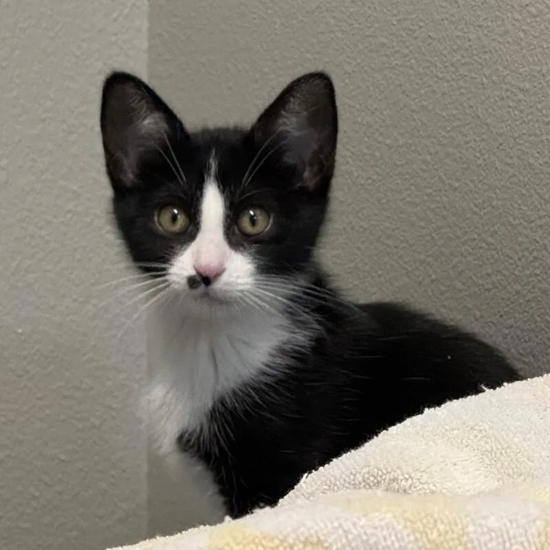 A young medium-sized female Black Domestic Short Hair cat named Chimera for adoption in Fort Collins, CO