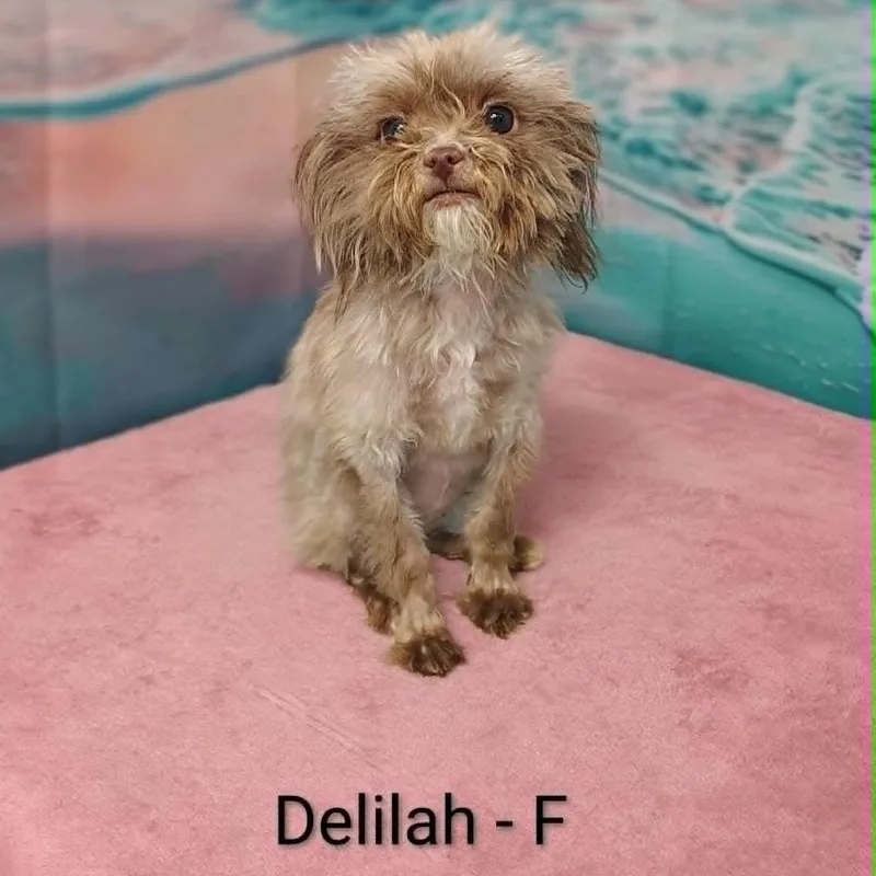 An adult small-sized female Gray / Blue / Silver Shih Tzu dog named Delilah for adoption in Griswold, CT