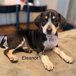 A baby medium-sized female Tricolor (Brown, Black, & White) Hound dog named Eleanor for adoption in Lexington, KY