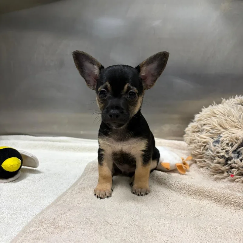 A baby small-sized male Black Chihuahua dog named River for adoption in Long Beach, CA