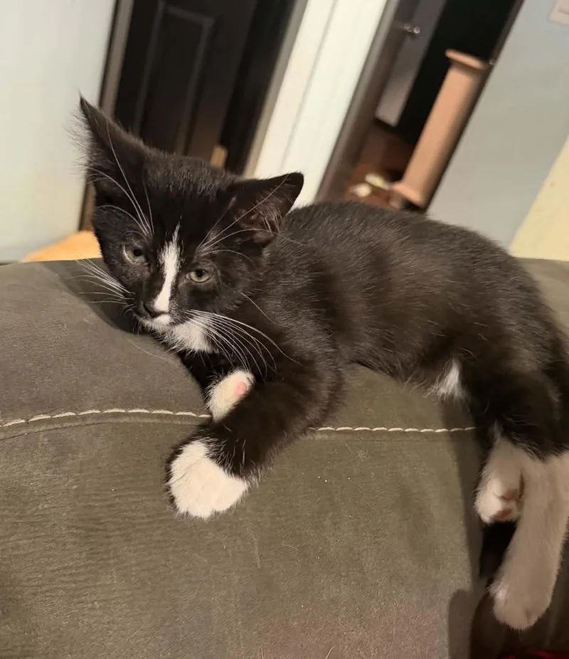 A baby medium-sized male Black & White / Tuxedo Domestic Short Hair cat named Woody for adoption in Overland Park, KS