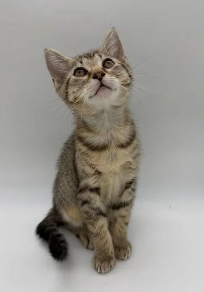 A baby small-sized female Domestic Short Hair cat named Starburst for adoption in Bowling Green, KY