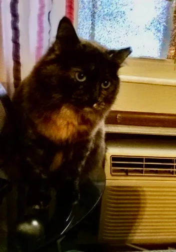 A young large-sized female Tortoiseshell cat named Daisy for adoption in Plain City, OH
