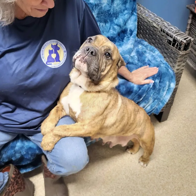 An adult medium-sized female American Bulldog dog named Madea for adoption in Sunderland, MD