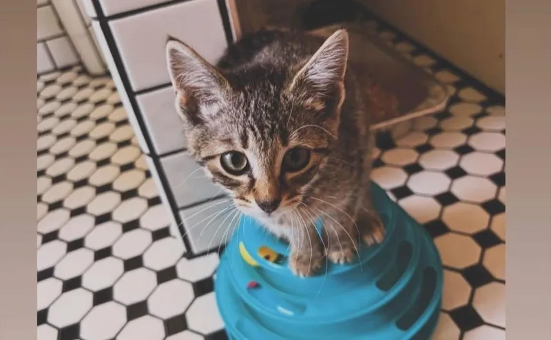 A baby small-sized male Domestic Short Hair cat named Sprinkles for adoption in Detroit, MI