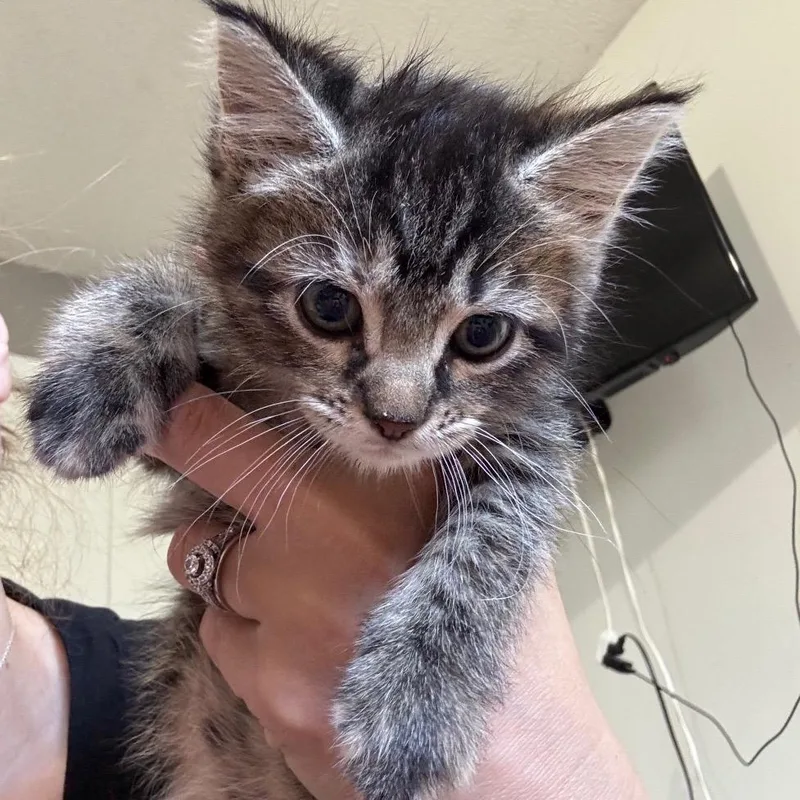 A baby small-sized female Brown / Chocolate Domestic Short Hair cat named Furby for adoption in Buffalo, MN