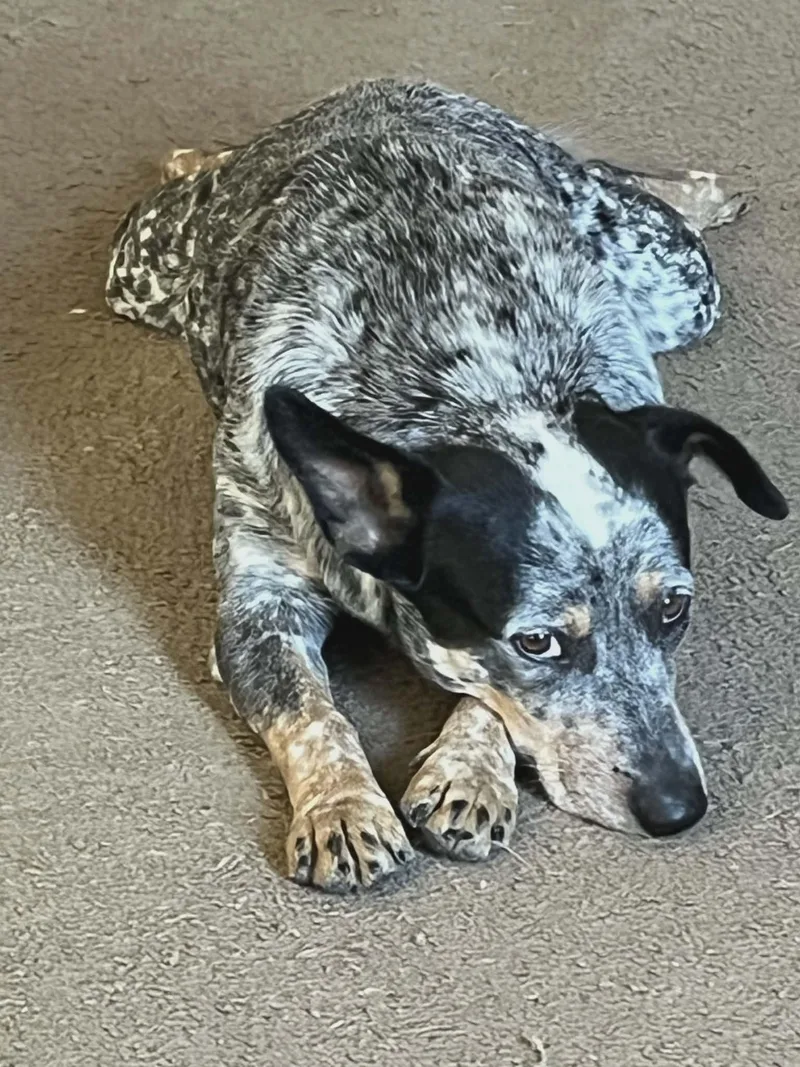 A young medium-sized female Gray / Blue / Silver Australian Cattle Dog / Blue Heeler dog named Dottie for adoption in Paramus, NJ