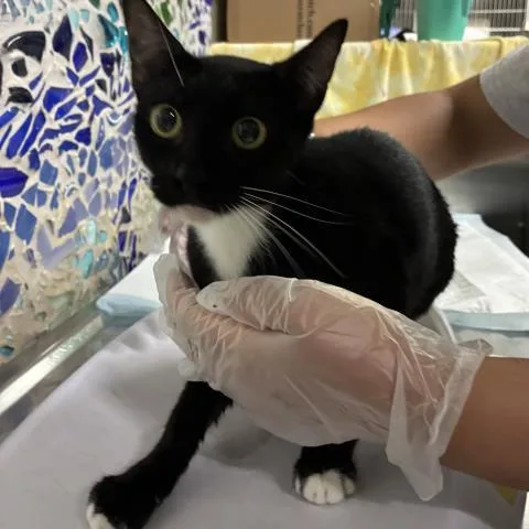A young medium-sized female Domestic Short Hair cat named Dahlia for adoption in Pensacola, FL