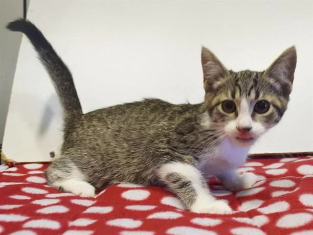A baby small-sized female Domestic Short Hair cat named Silver for adoption in Sacramento, CA