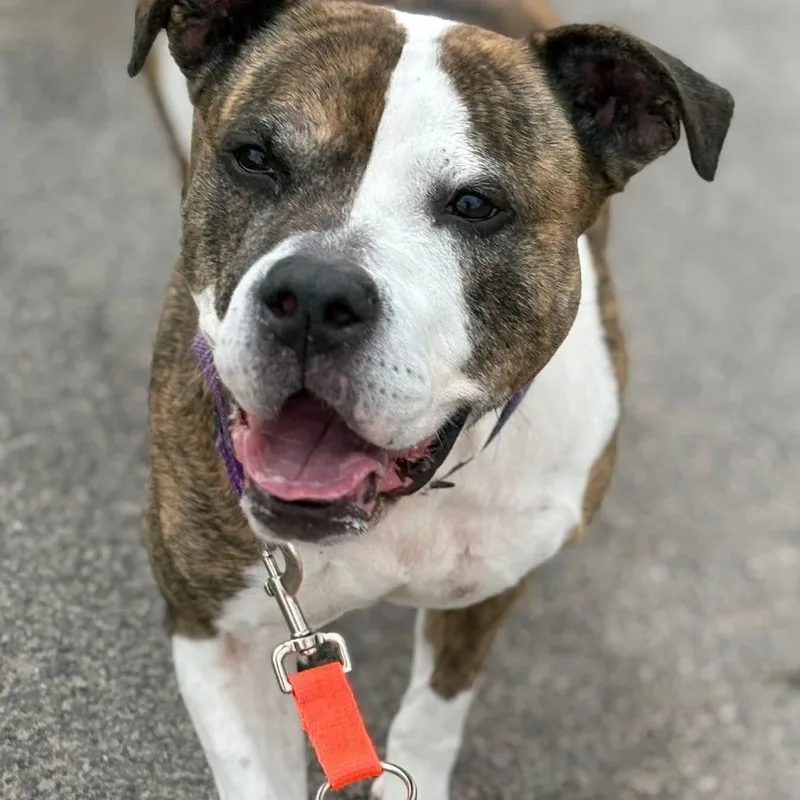 An adult large-sized female Brown / Chocolate American Staffordshire Terrier dog named Babe Ruth for adoption in Syracuse, NY