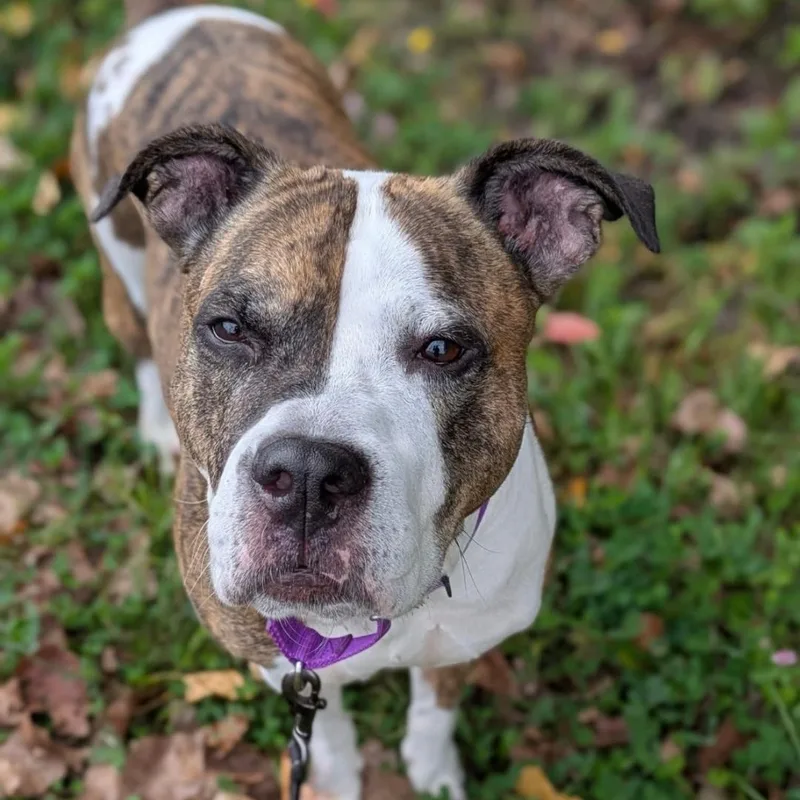 Babe Ruth thumbnail 2