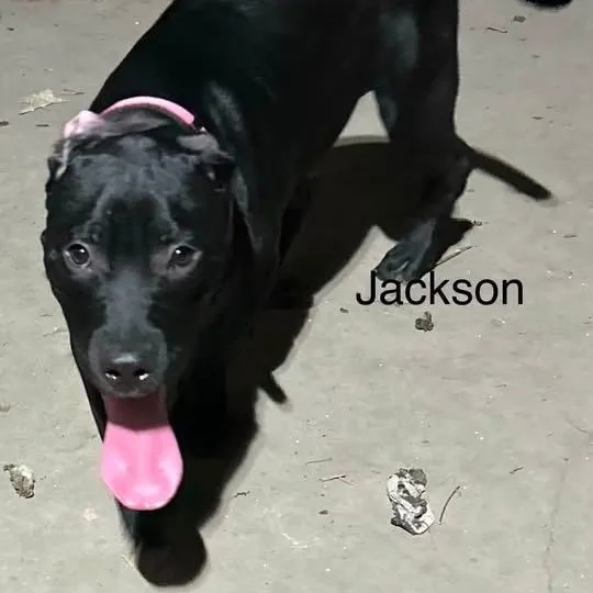 Jackson thumbnail 3